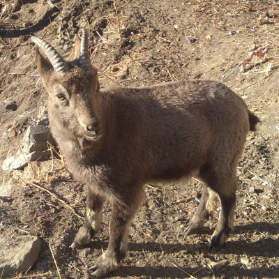 Himalayan Ibex in sechu tuan nalla
